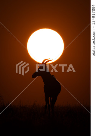 Topi stands under rising sun in silhouette Topi stands under rising sun in silhouette 124917894