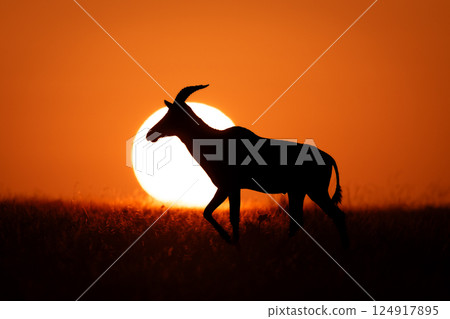 Topi walking past rising sun on horizon 124917895