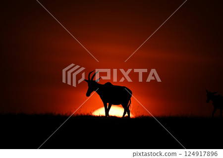 Topi walks along horizon silhouetted at dawn 124917896