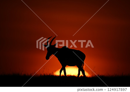 Topi walks along horizon silhouetted at sunrise Topi walks along horizon silhouetted at sunrise 124917897
