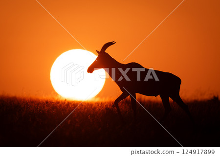 Topi walks past rising sun on horizon 124917899