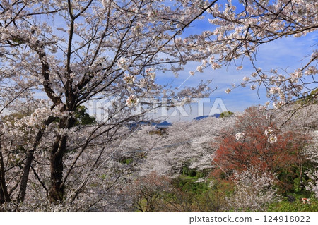 【熊本縣】菊池公園櫻花盛開 【熊本縣】菊池公園櫻花盛開 124918022