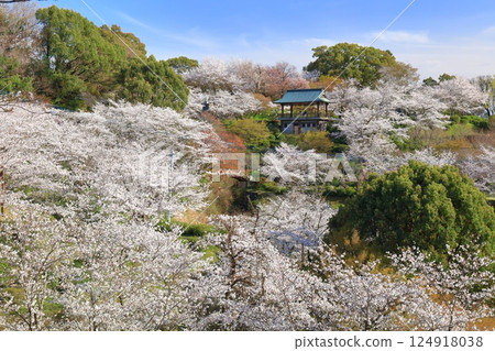 [Kumamoto Prefecture] Cherry blossoms in full bloom at Kikuchi Park 124918038