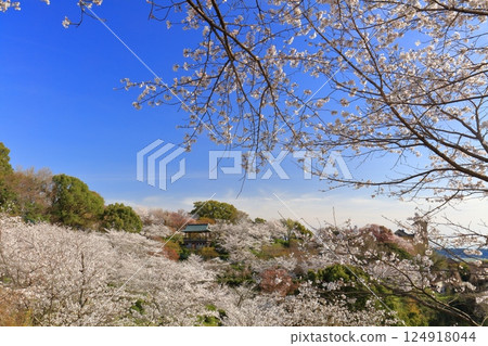 【熊本縣】菊池公園櫻花盛開 124918044