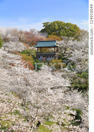 【熊本縣】菊池公園櫻花盛開 【熊本縣】菊池公園櫻花盛開 124918049