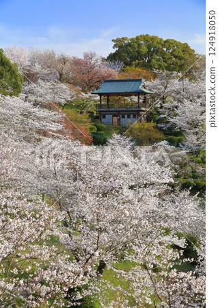 【熊本縣】菊池公園櫻花盛開 124918050