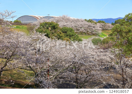 [Kumamoto Prefecture] Cherry blossoms in full bloom at Kikuchi Park and Kikuchi City General Gymnasium 124918057