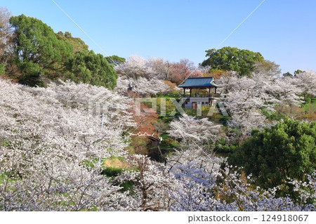 【熊本縣】菊池公園櫻花盛開 124918067