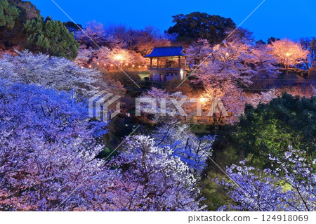 [Kumamoto Prefecture] Cherry blossoms at night at Kikuchi Park 124918069