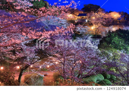 [熊本縣]菊池公園的夜櫻 124918074