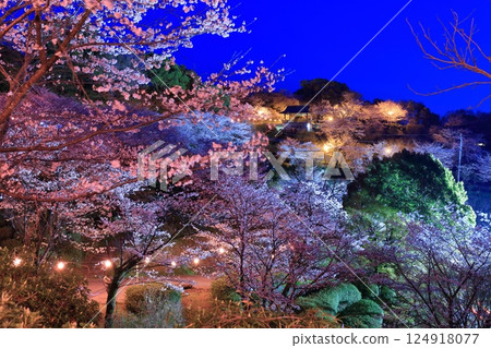 [熊本縣]菊池公園的夜櫻 124918077