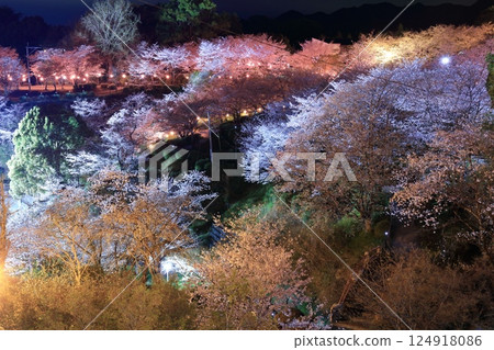 [熊本縣]菊池公園的夜櫻 124918086