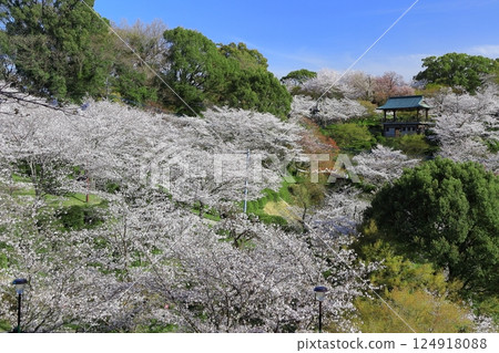【熊本縣】菊池公園櫻花盛開 124918088