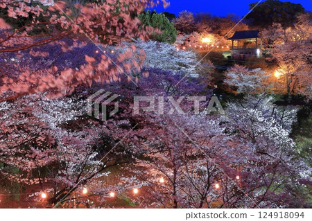 [Kumamoto Prefecture] Cherry blossoms at night at Kikuchi Park 124918094