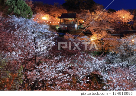 [熊本縣]菊池公園的夜櫻 124918095