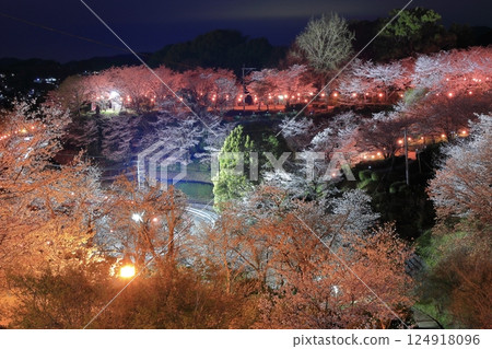 [熊本縣]菊池公園的夜櫻 124918096