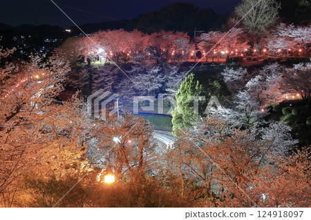 [熊本縣]菊池公園的夜櫻 124918097