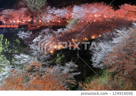 [熊本縣]菊池公園的夜櫻 124918098