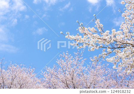 Cherry blossoms, Yoshino cherry blossoms, blue sky image Cherry blossoms, Yoshino cherry blossoms, blue sky image 124918232