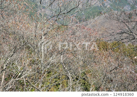 A cluster of red rhododendrons near the summit of Mt. Mitsuiwa in Minamimaki Village, Gunma Prefecture. Still in buds. April 9, 2025. 124918360