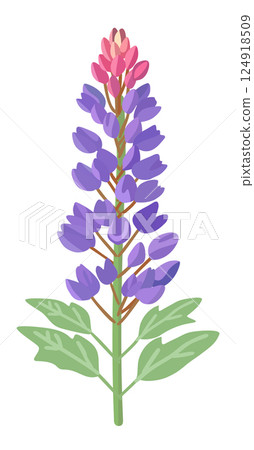 Lupine, garden flower. Vector isolated illustration 124918509