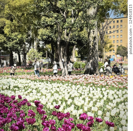 Tulip at Yokohama Park 124918515