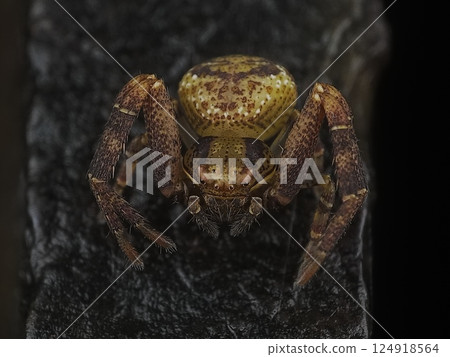 熊花蜘蛛 熊花蜘蛛 124918564