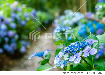 Blue hydrangea 124918587