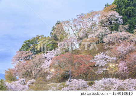 World heritage site in full bloom of cherry blossoms, Mt. Yoshino in the early morning World heritage site in full bloom of cherry blossoms, Mt. Yoshino in the early morning 124918610