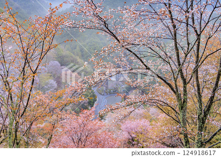 World heritage site in full bloom of cherry blossoms, Mt. Yoshino in the early morning 124918617