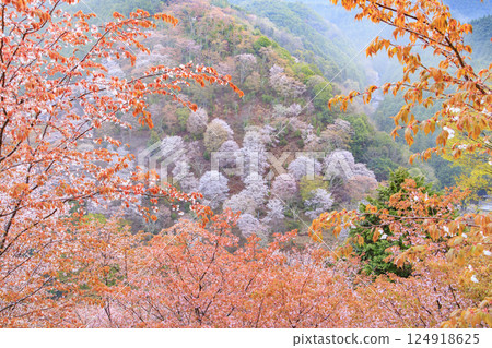 櫻花盛開的世界遺產，清晨的吉野山 124918625
