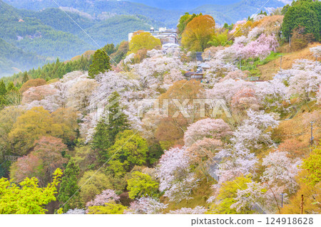 World heritage site in full bloom of cherry blossoms, Mt. Yoshino in the early morning 124918628