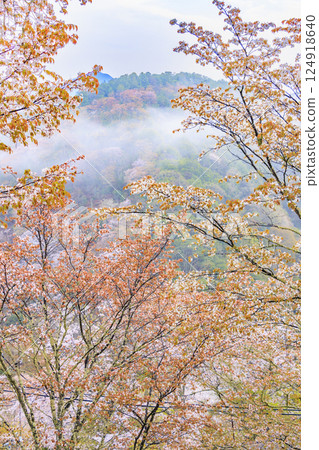 櫻花盛開的世界遺產，清晨的吉野山 124918640