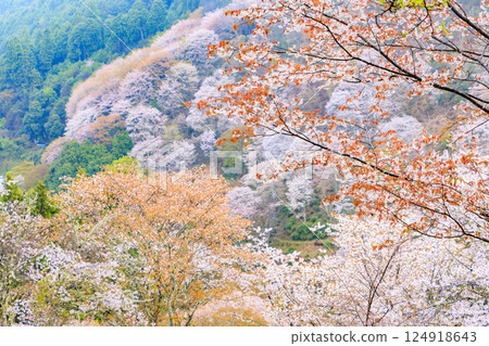 World heritage site in full bloom of cherry blossoms, Mt. Yoshino in the early morning 124918643
