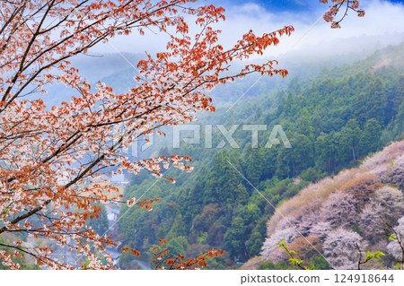 櫻花盛開的世界遺產，清晨的吉野山 124918644