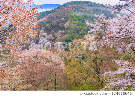 World heritage site in full bloom of cherry blossoms, Mt. Yoshino in the early morning World heritage site in full bloom of cherry blossoms, Mt. Yoshino in the early morning 124918646