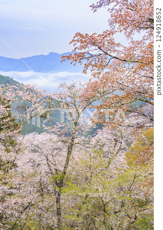 櫻花盛開的世界遺產，清晨的吉野山 124918652