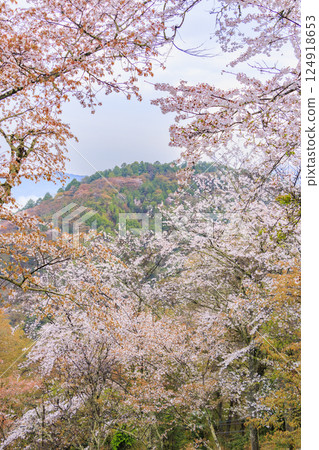 World heritage site in full bloom of cherry blossoms, Mt. Yoshino in the early morning 124918653