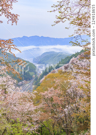 櫻花盛開的世界遺產,清晨的吉野山 櫻花盛開的世界遺產,清晨的吉野山 124918655