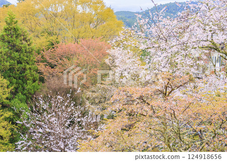 櫻花盛開的世界遺產,清晨的吉野山 櫻花盛開的世界遺產,清晨的吉野山 124918656