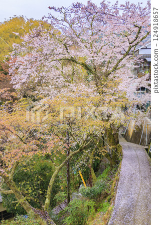 World heritage site in full bloom of cherry blossoms, Mt. Yoshino in the early morning World heritage site in full bloom of cherry blossoms, Mt. Yoshino in the early morning 124918657
