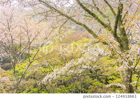 World heritage site in full bloom of cherry blossoms, Mt. Yoshino in the early morning 124918661
