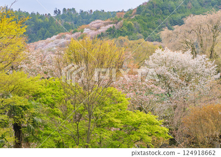 World heritage site in full bloom of cherry blossoms, Mt. Yoshino in the early morning World heritage site in full bloom of cherry blossoms, Mt. Yoshino in the early morning 124918662