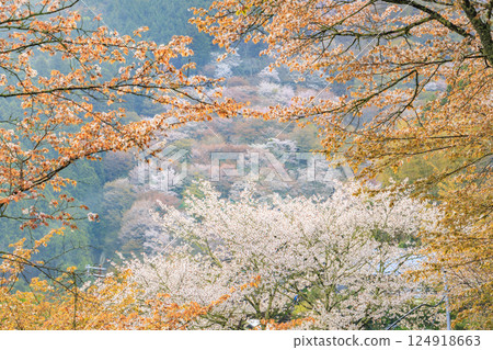 World heritage site in full bloom of cherry blossoms, Mt. Yoshino in the early morning 124918663