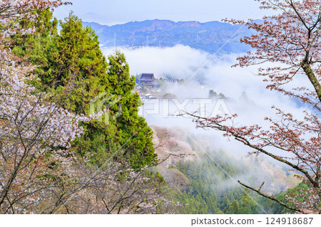 World heritage site in full bloom of cherry blossoms, Mt. Yoshino in the early morning 124918687