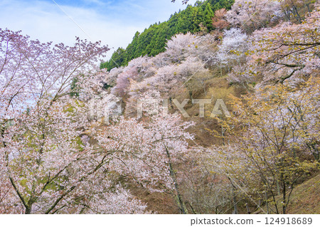 World heritage site in full bloom of cherry blossoms, Mt. Yoshino in the early morning 124918689