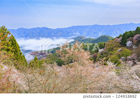 World heritage site in full bloom of cherry blossoms, Mt. Yoshino in the early morning 124918692