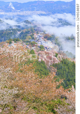 World heritage site in full bloom of cherry blossoms, Mt. Yoshino in the early morning World heritage site in full bloom of cherry blossoms, Mt. Yoshino in the early morning 124918697