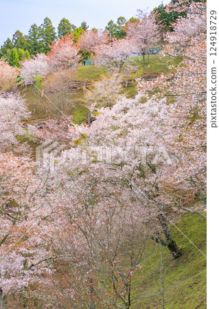 櫻花盛開的世界遺產，清晨的吉野山 124918729
