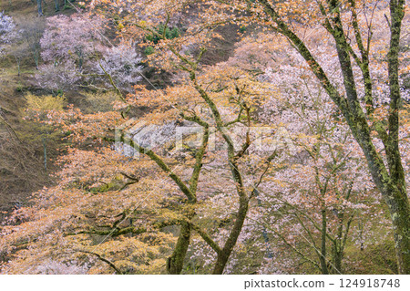 World heritage site in full bloom of cherry blossoms, Mt. Yoshino in the early morning 124918748